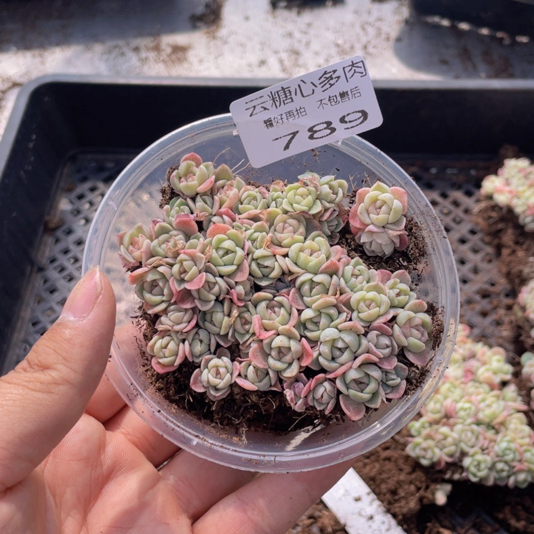 云糖心多肉植物789