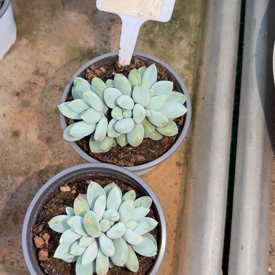 哥特萝莉123456789101112