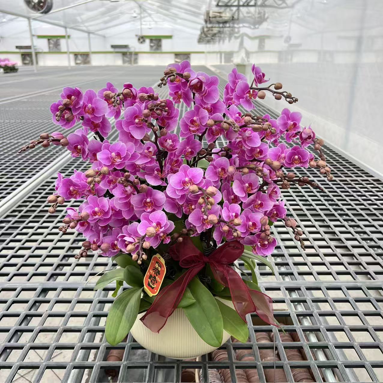 【骄阳】精品蝴蝶兰 紫色花型 室内精品观赏 真花