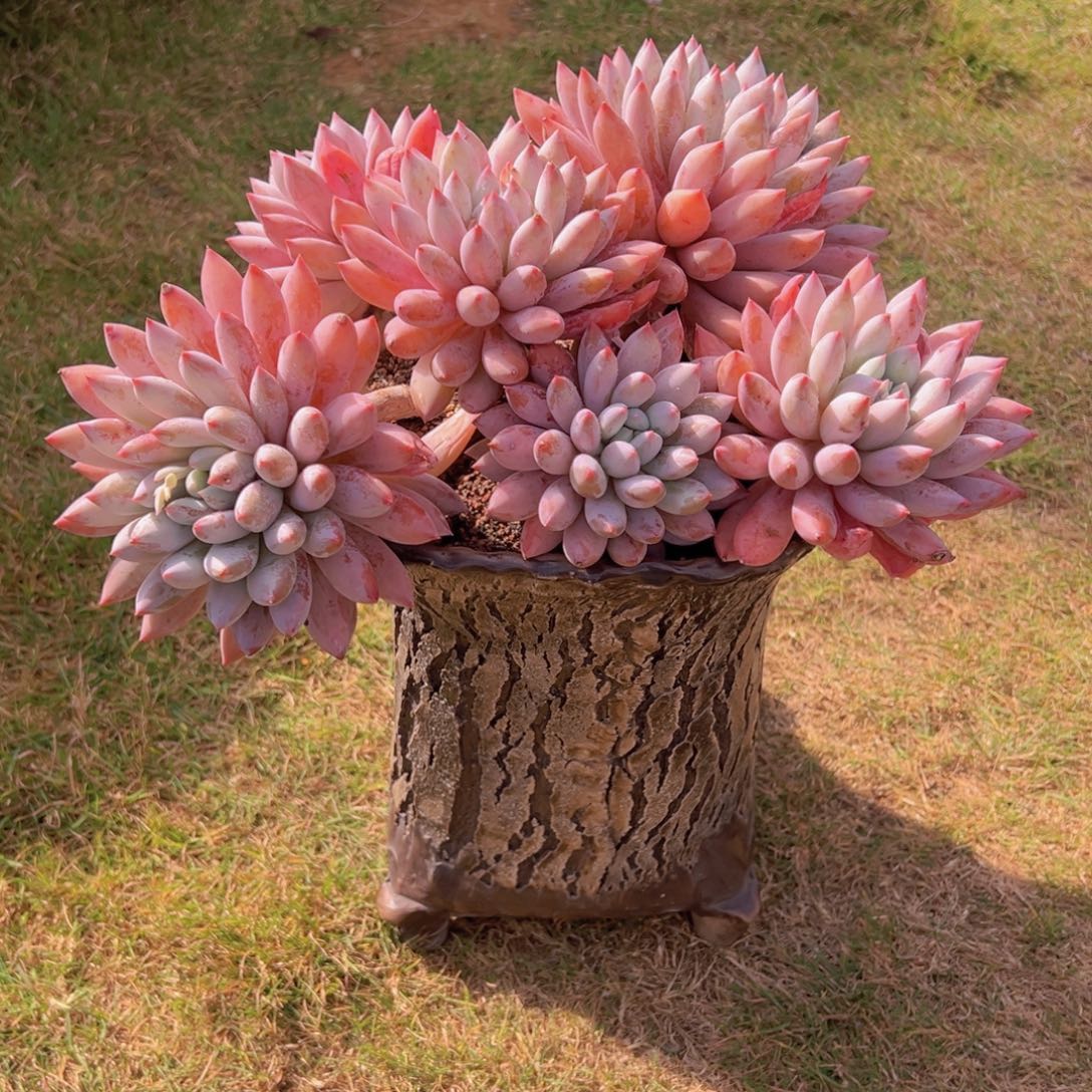 奔***格一物一拍多肉植物带盆