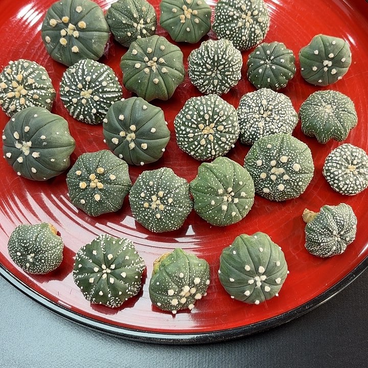 实生福袋奇迹琉璃细雪