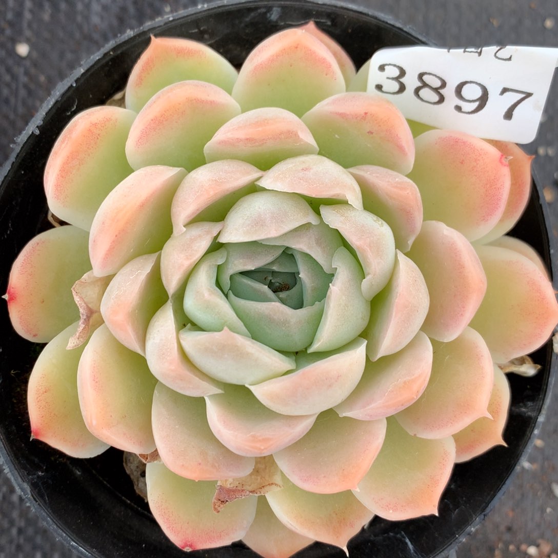 3897杂交多肉老桩