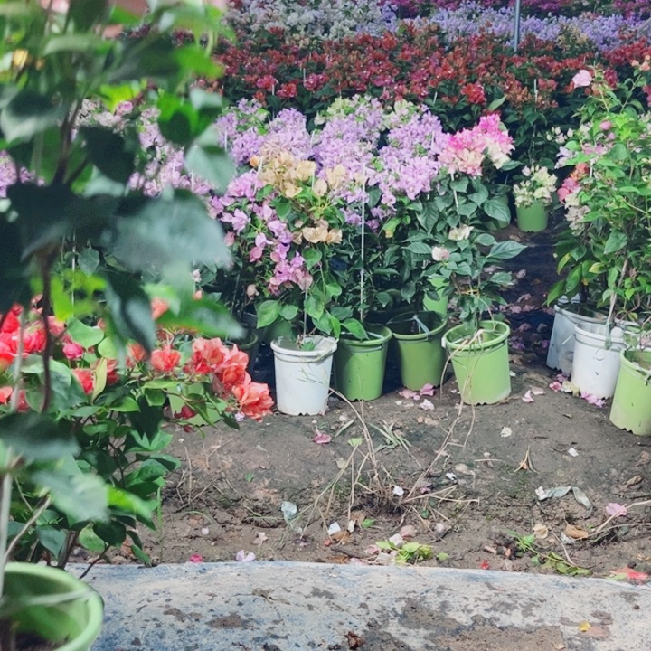 无花朵三角梅橙口红