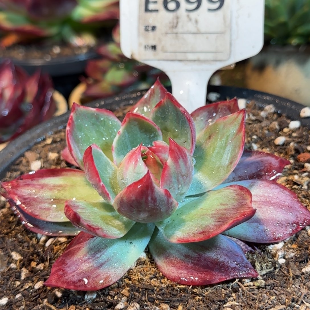 蜜桃惊鸿一物一拍包装收缩花旱699