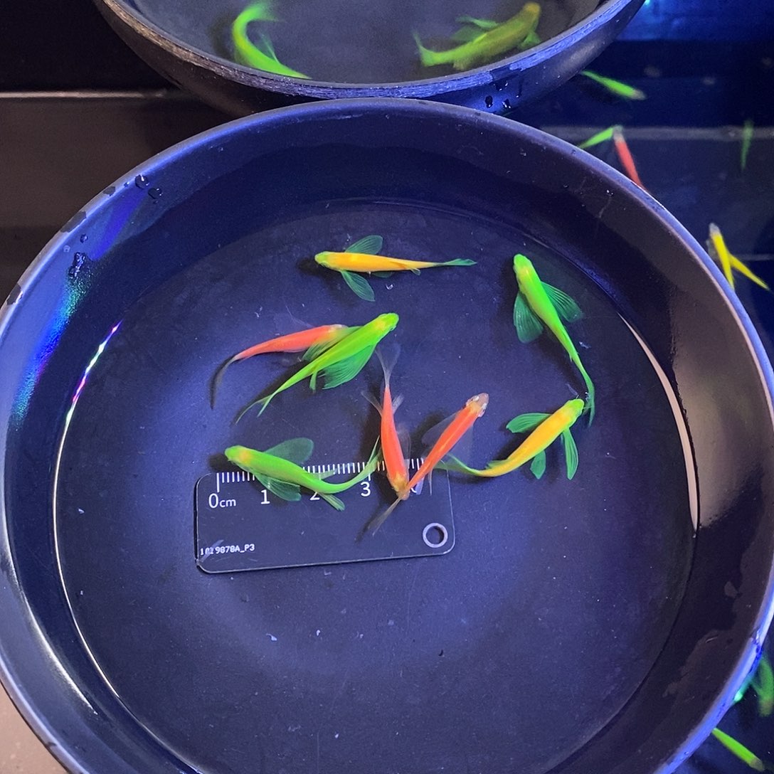 斑马鱼蝶翼斑马3色混搭9➕1备损共10个