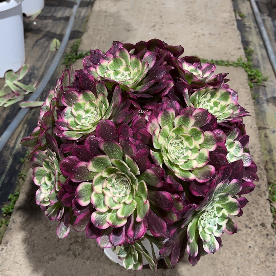 霁月法师朵朵漂亮漂亮