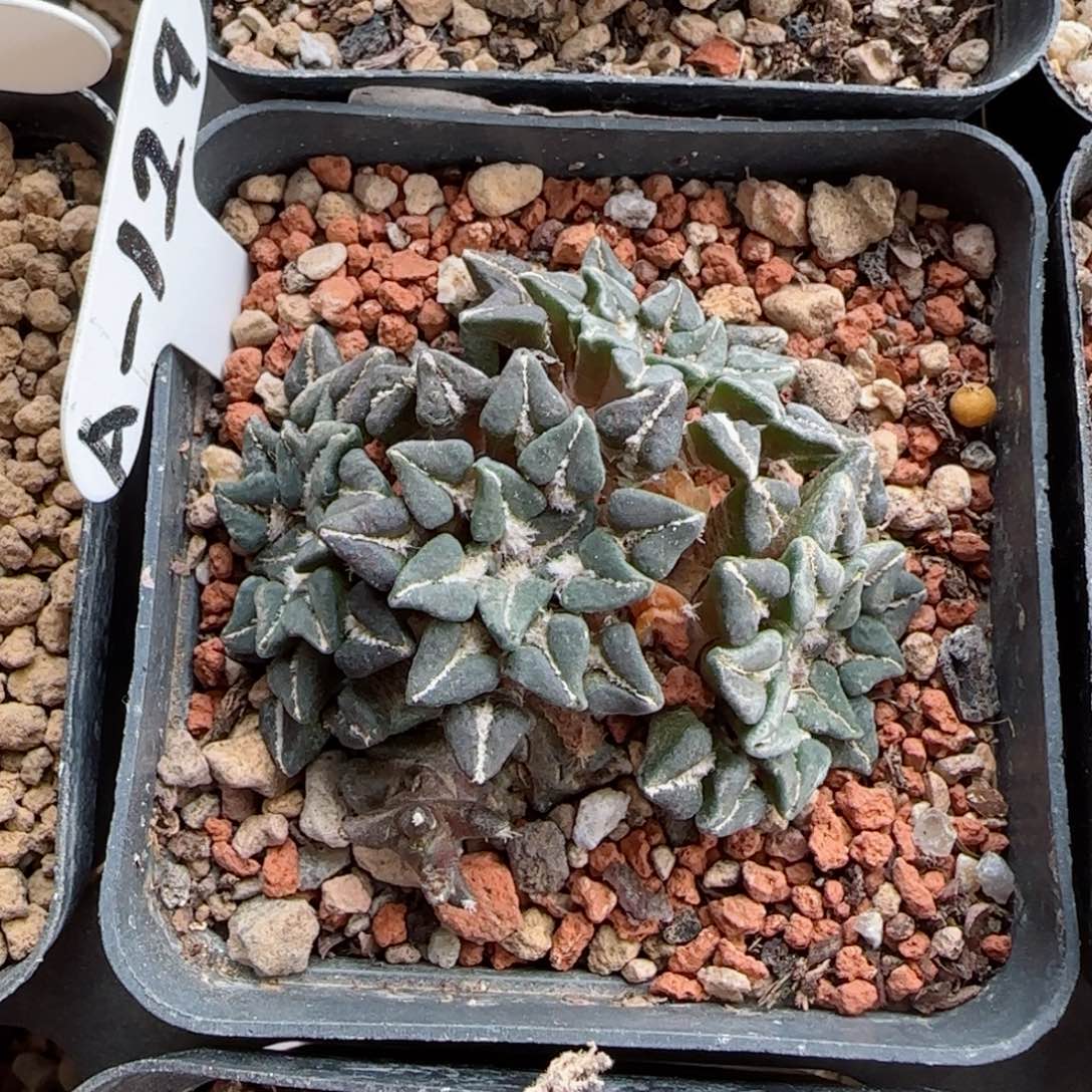 A129自根姬牡丹多肉