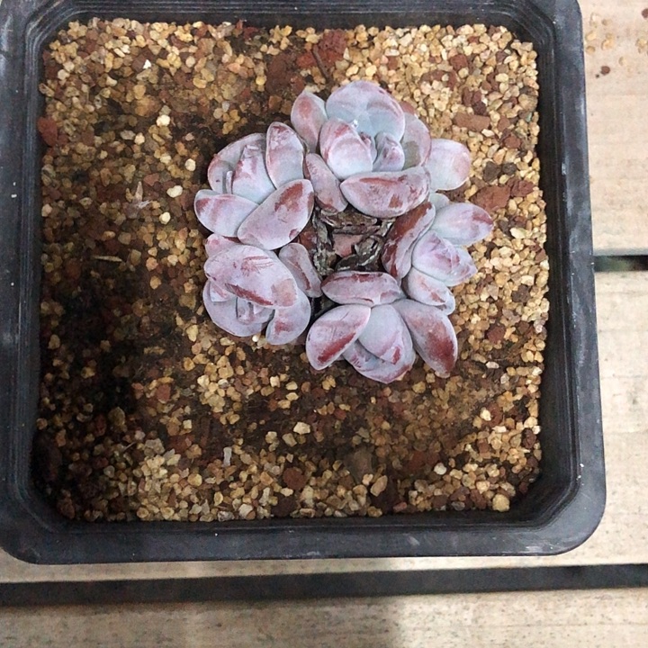 星影石榴籽福利出咯