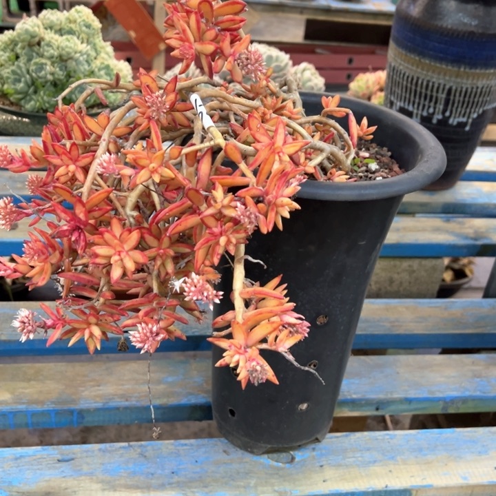 红日脱土发货晨露