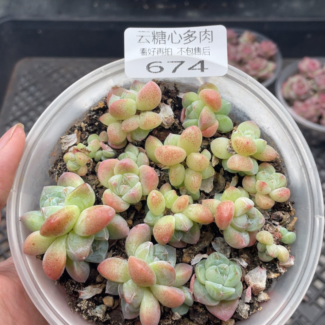 云糖心多肉植物674