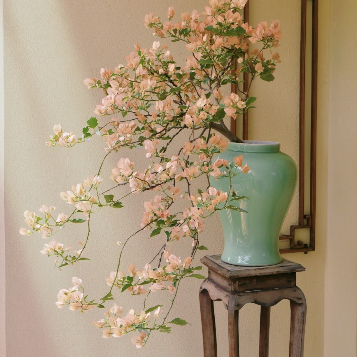 三角梅【马斯·佩拉克】勤花四季开花好养基地带发发货