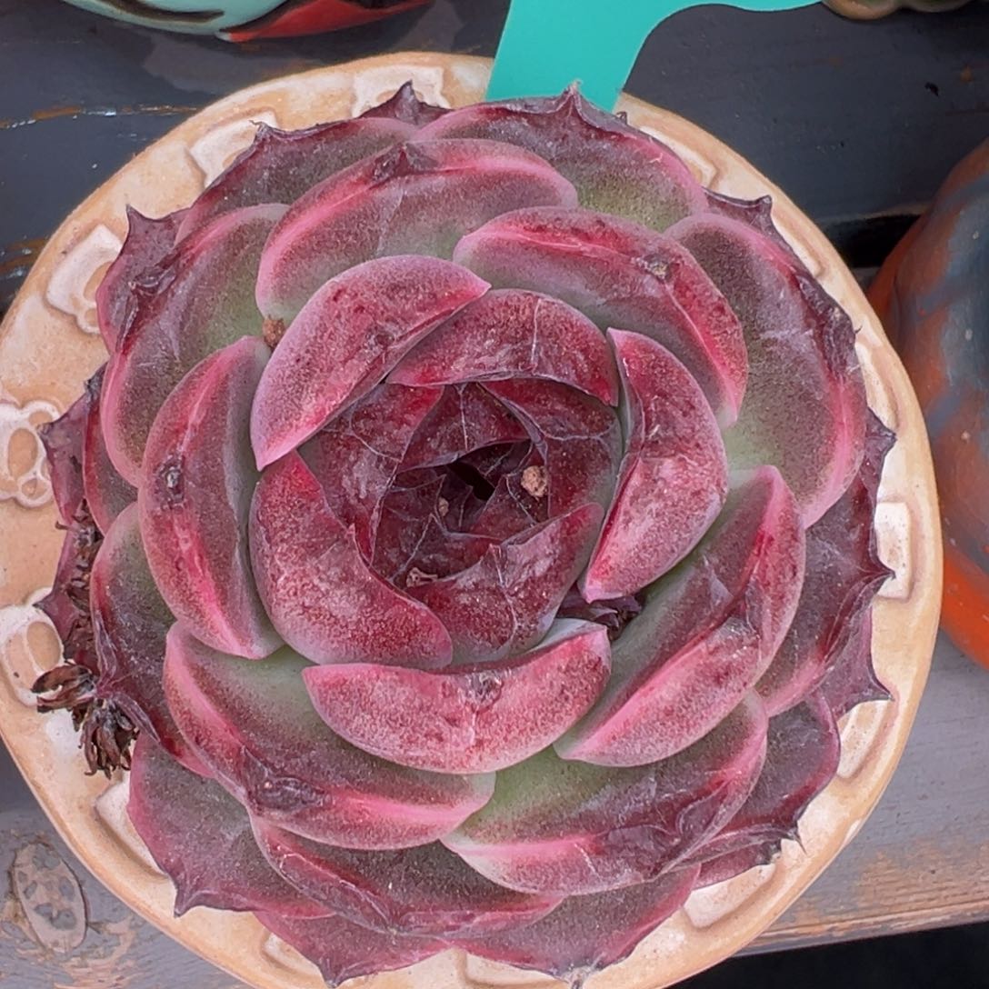 从前慢多肉精选编号0214.156