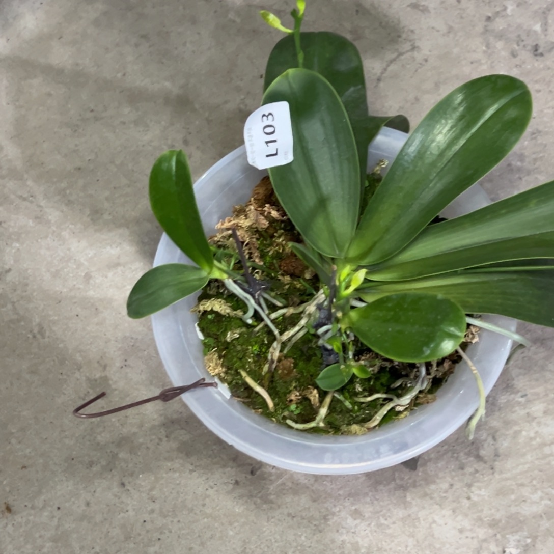 游***鱼完全开放l103十寸路德瑕疵