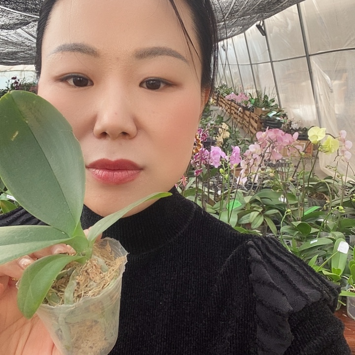 无花朵金边蕾丝蝴蝶兰