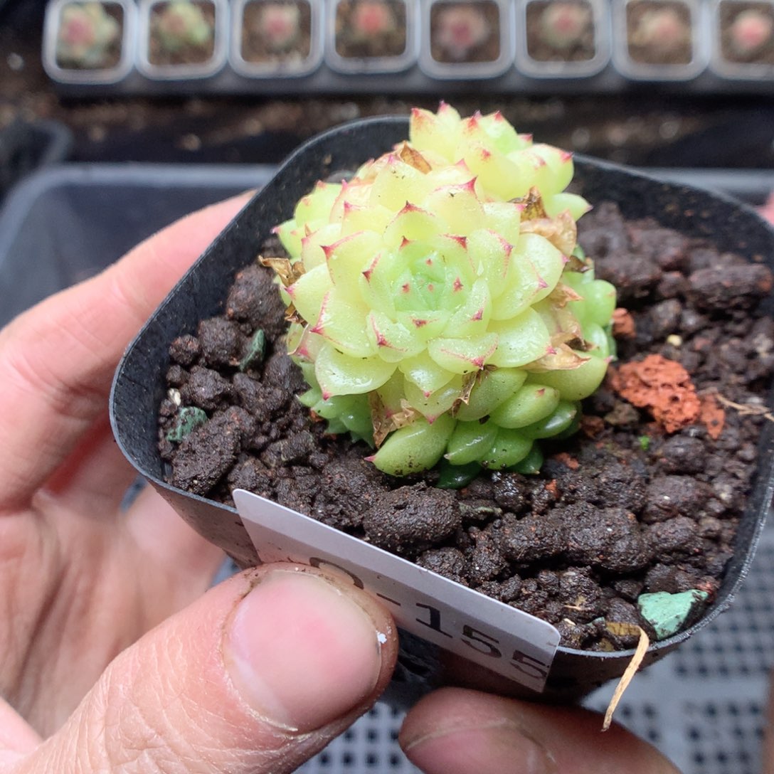 无花朵Q155 yyyyyyyyy