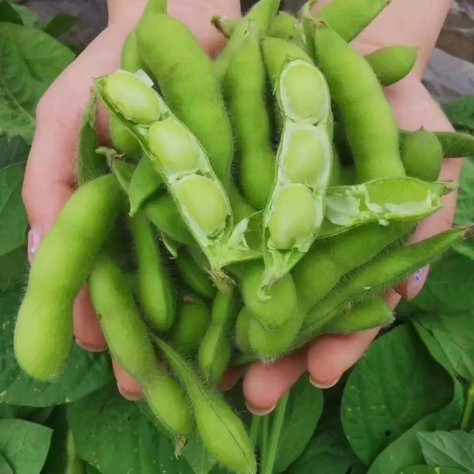 3斤装农村新鲜现摘毛豆角，青毛豆带壳。