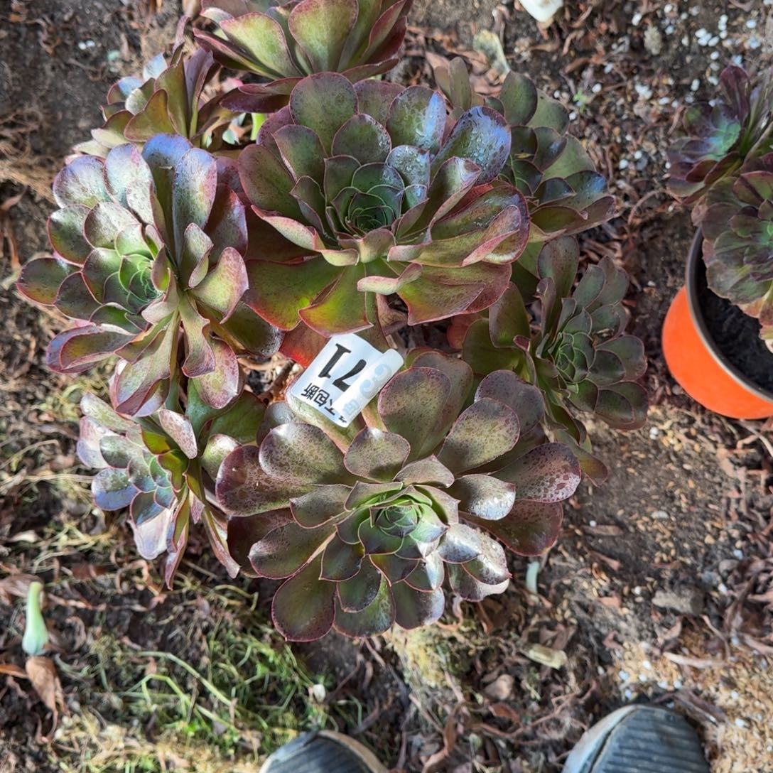 法师魅金 3571 19-48