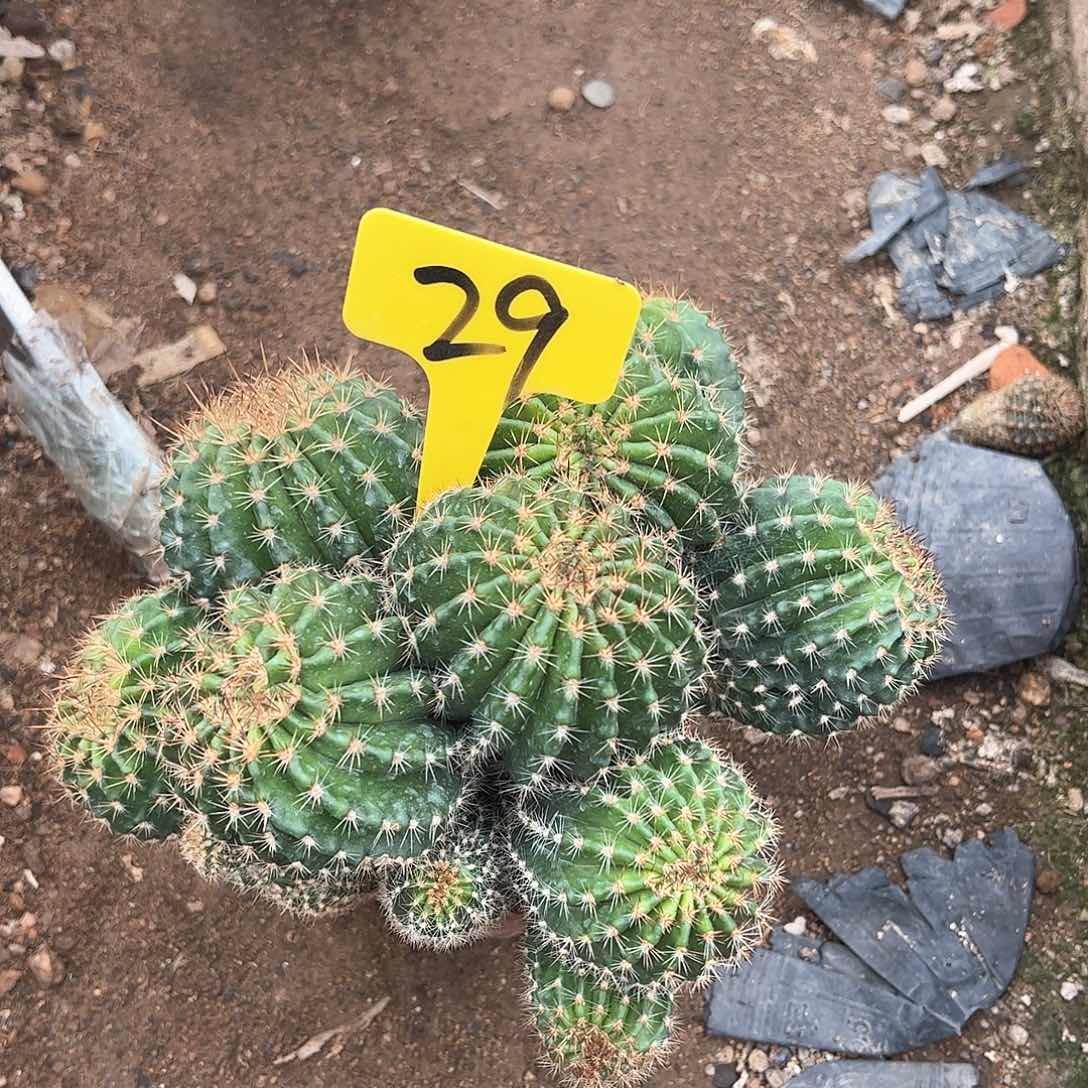 彩草脱土，偏远不包邮