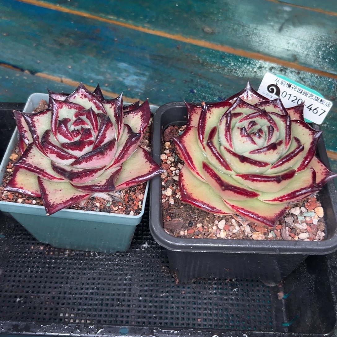 多肉一物一拍0120-467