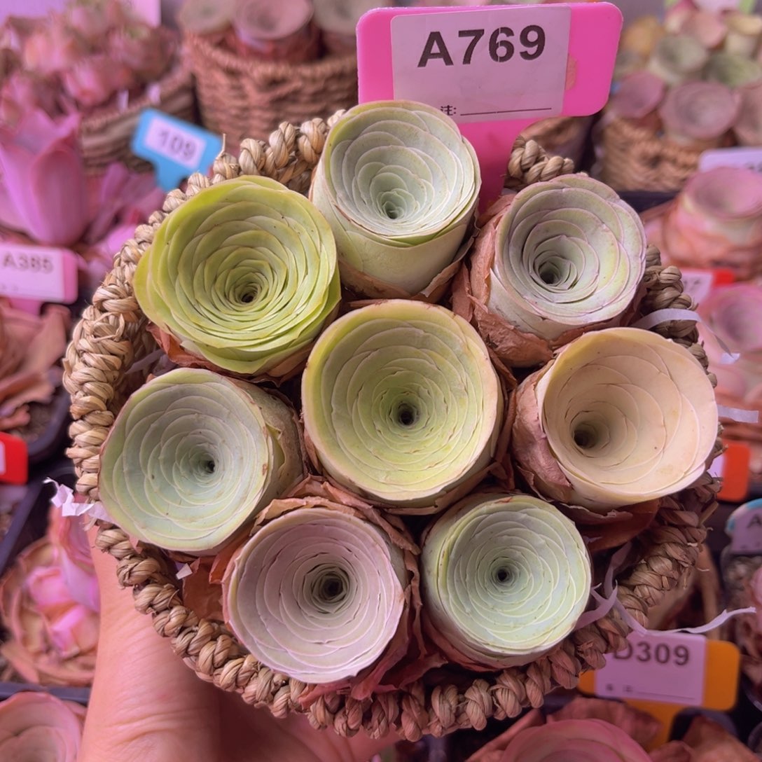 山地玫瑰一物一拍A769