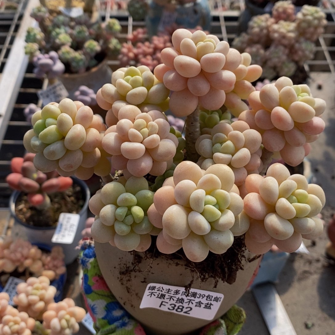 洛可可382/10cm多肉