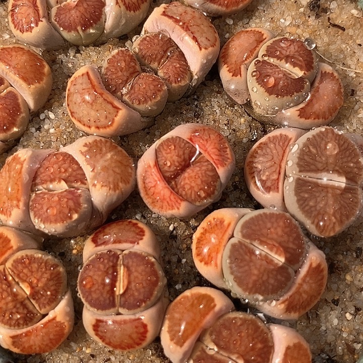 10535稻田红窗菊一颗