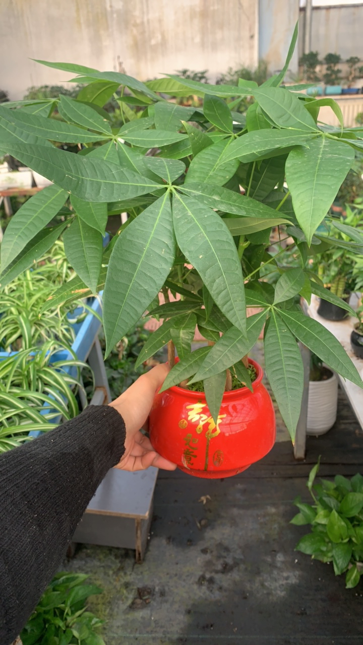 发财树如意瓷盆小盆栽