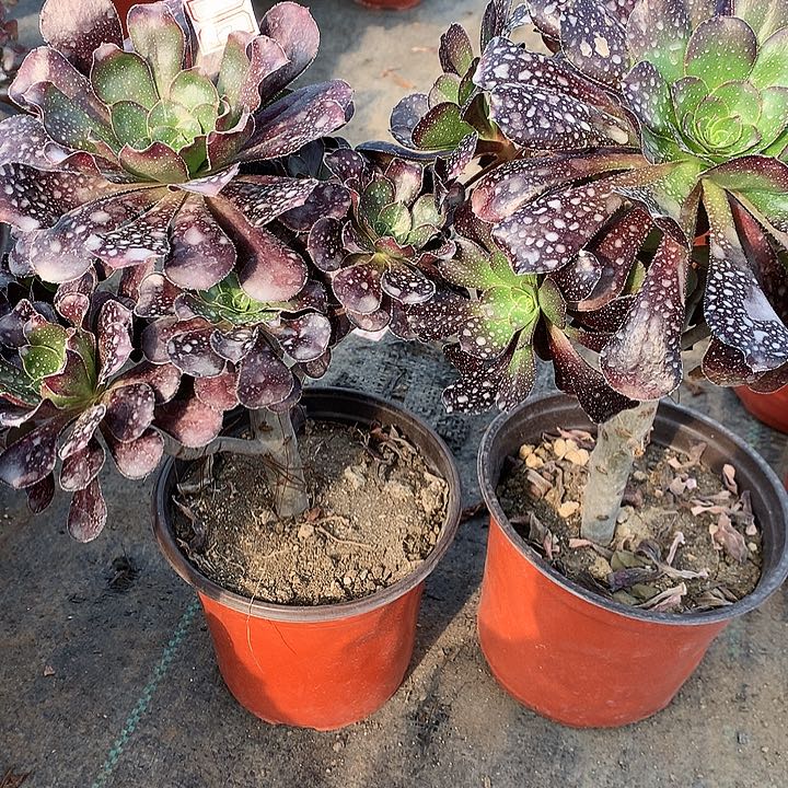 梦**真357圆叶黑两颗多肉植物