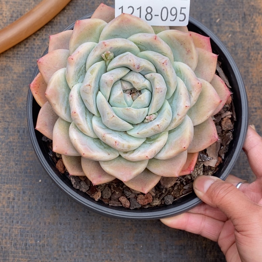 h***h两单包邮1218-95珍妮