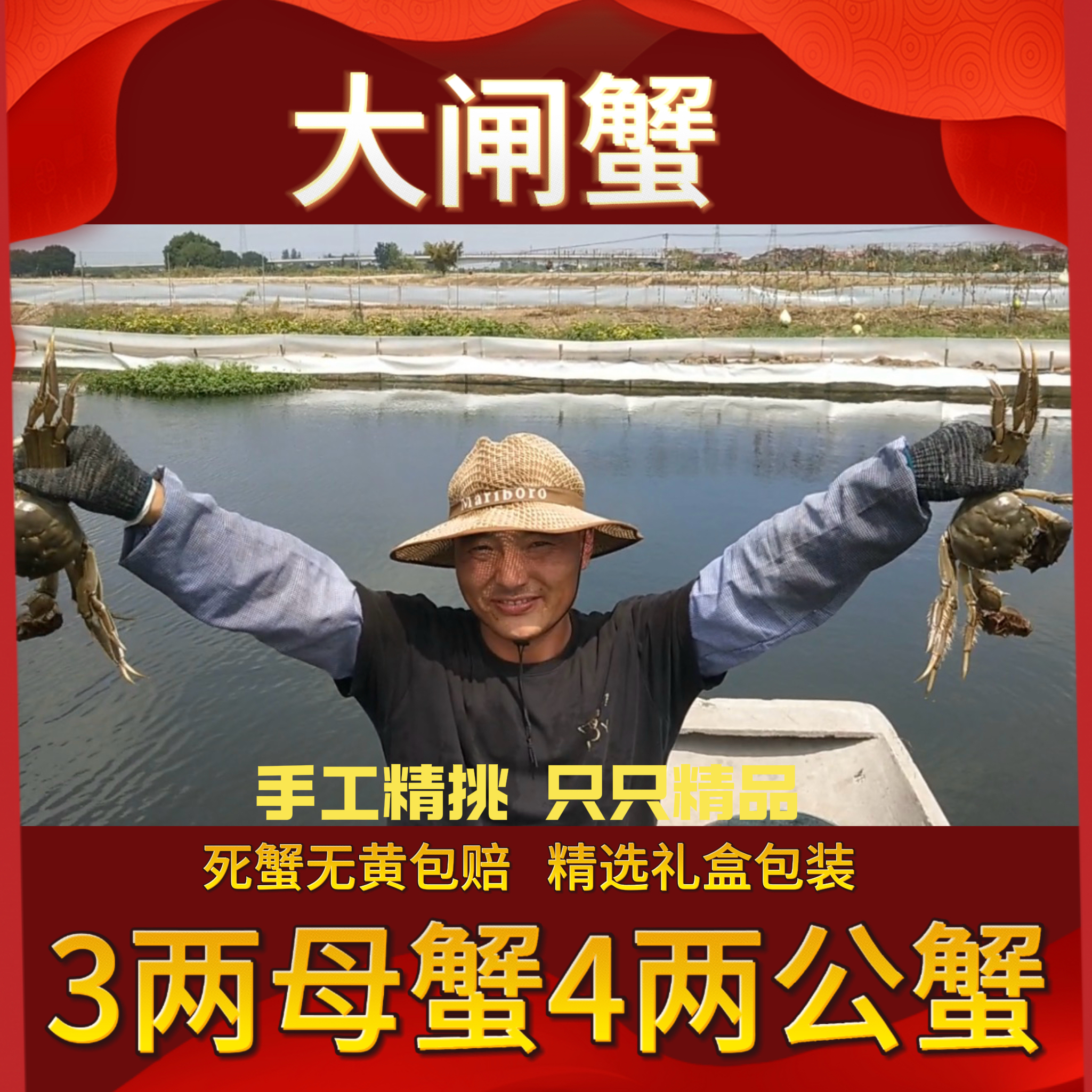 （活蟹现发）精挑3两母蟹+4两公蟹 3/4/5对