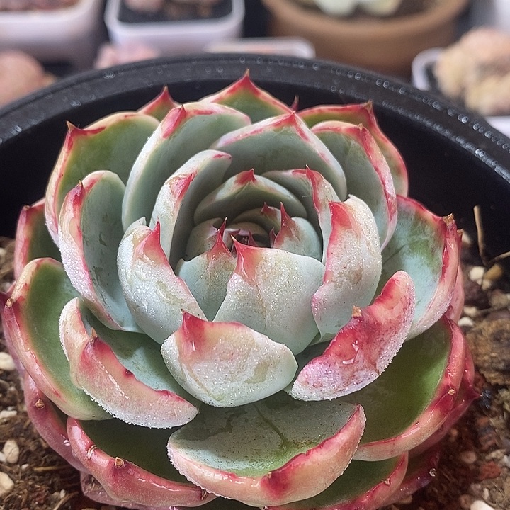 春节福利惊鸿仙子413