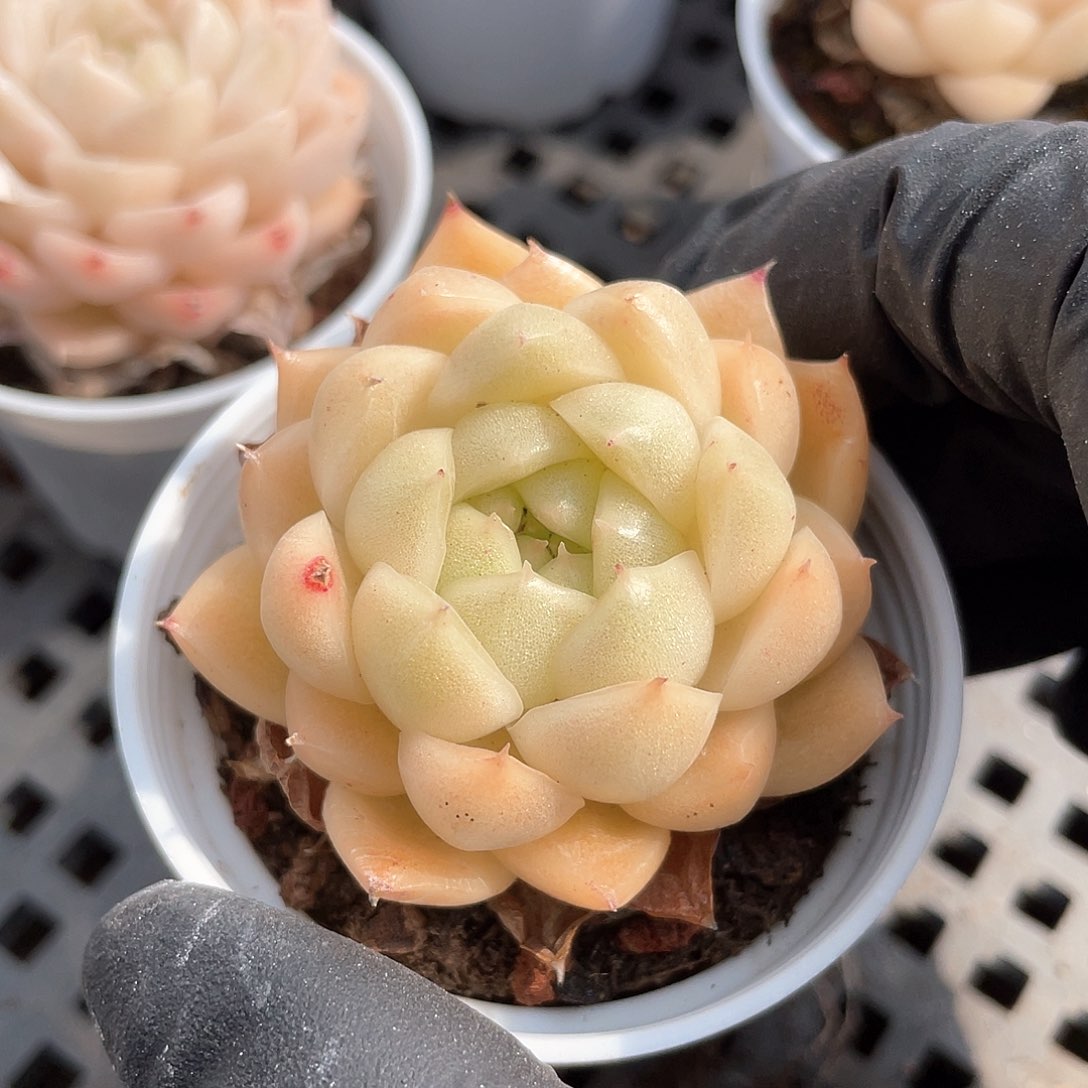 优选麦秆福利983