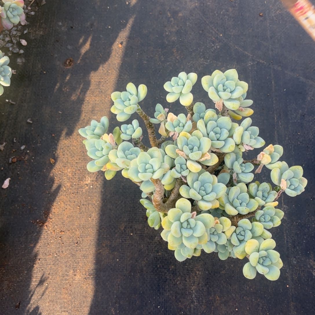 小老庄劳尔多肉植物