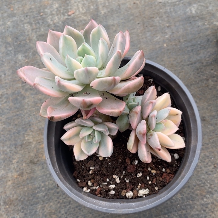 红粉佳人锦冠幅12 公分一物一拍