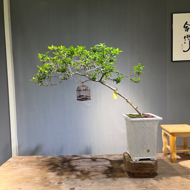 秋香.茶台飘枝栀子花意境盆景