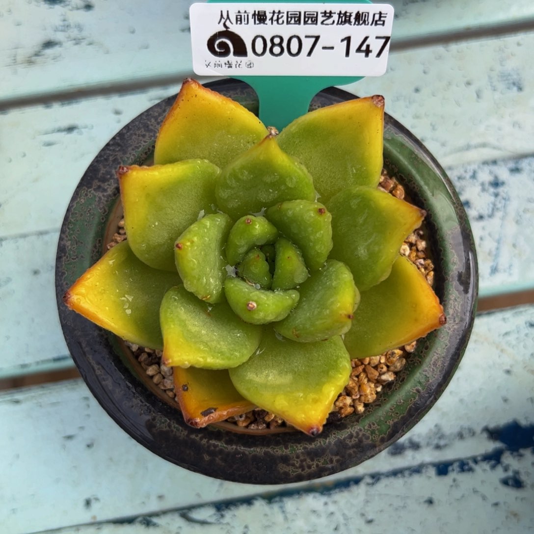 多肉一物一拍0807-147