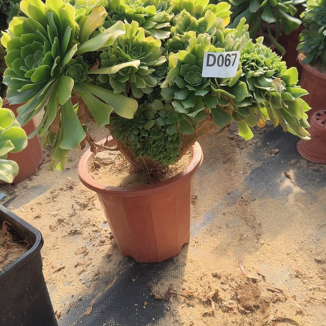 067绿缀一颗呀呀呀