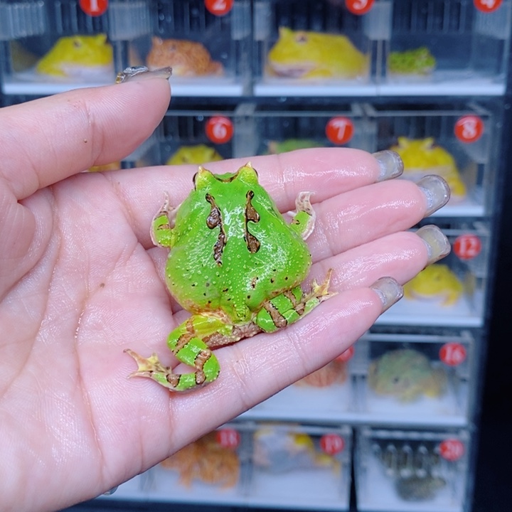 角蛙恭喜发财大吉大利