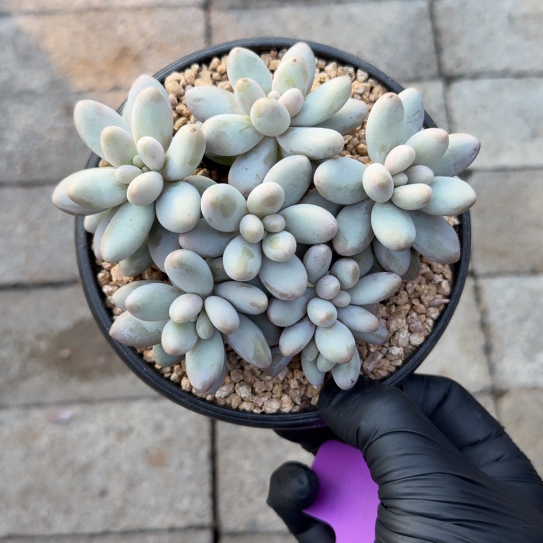 小汤圆1111111111111111111