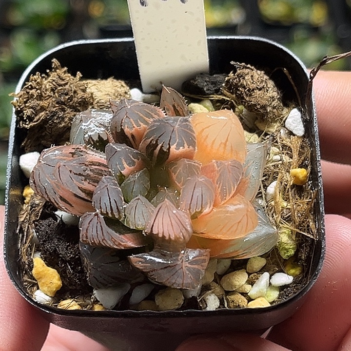 147龙爪玉露锦（不换盆，养到明年开春）