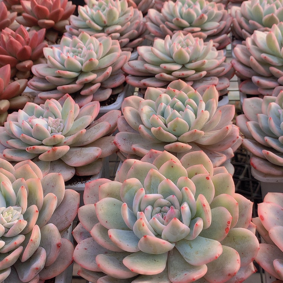 梦露锦34567889990000