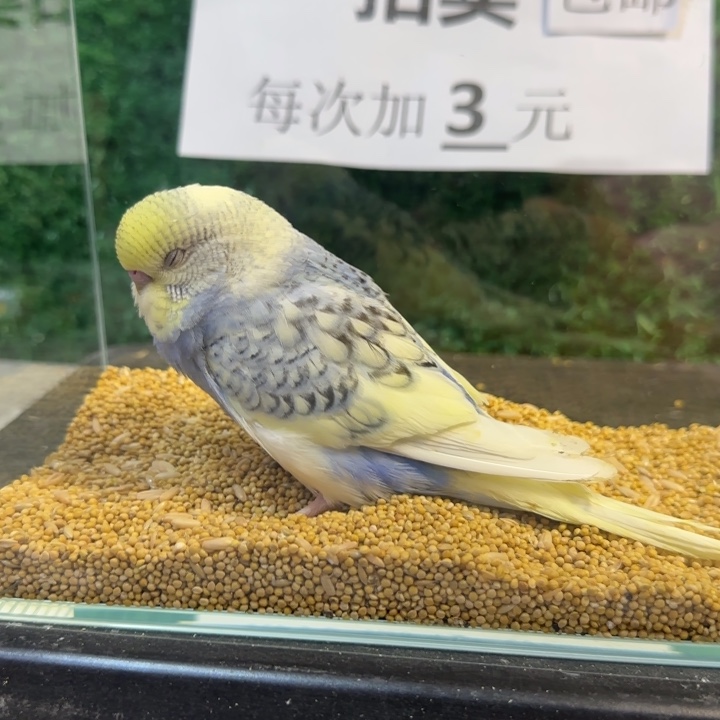 虎皮鹦鹉大头虎皮鹦鹉