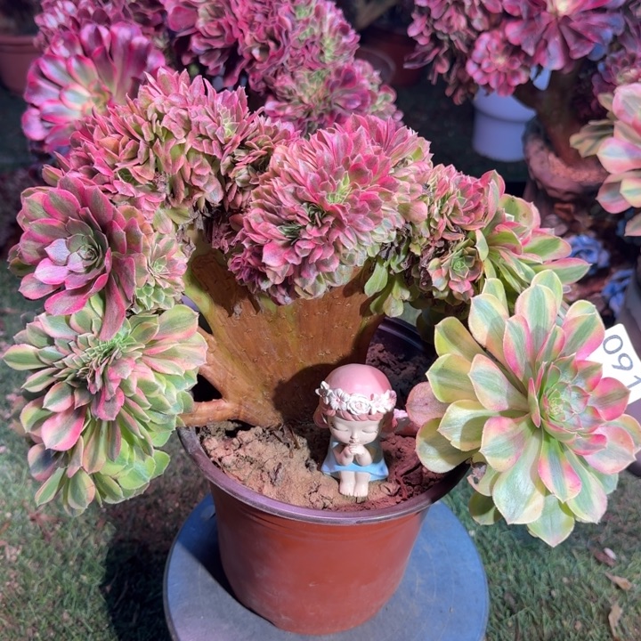 雨荷法师锦缀化法师锦