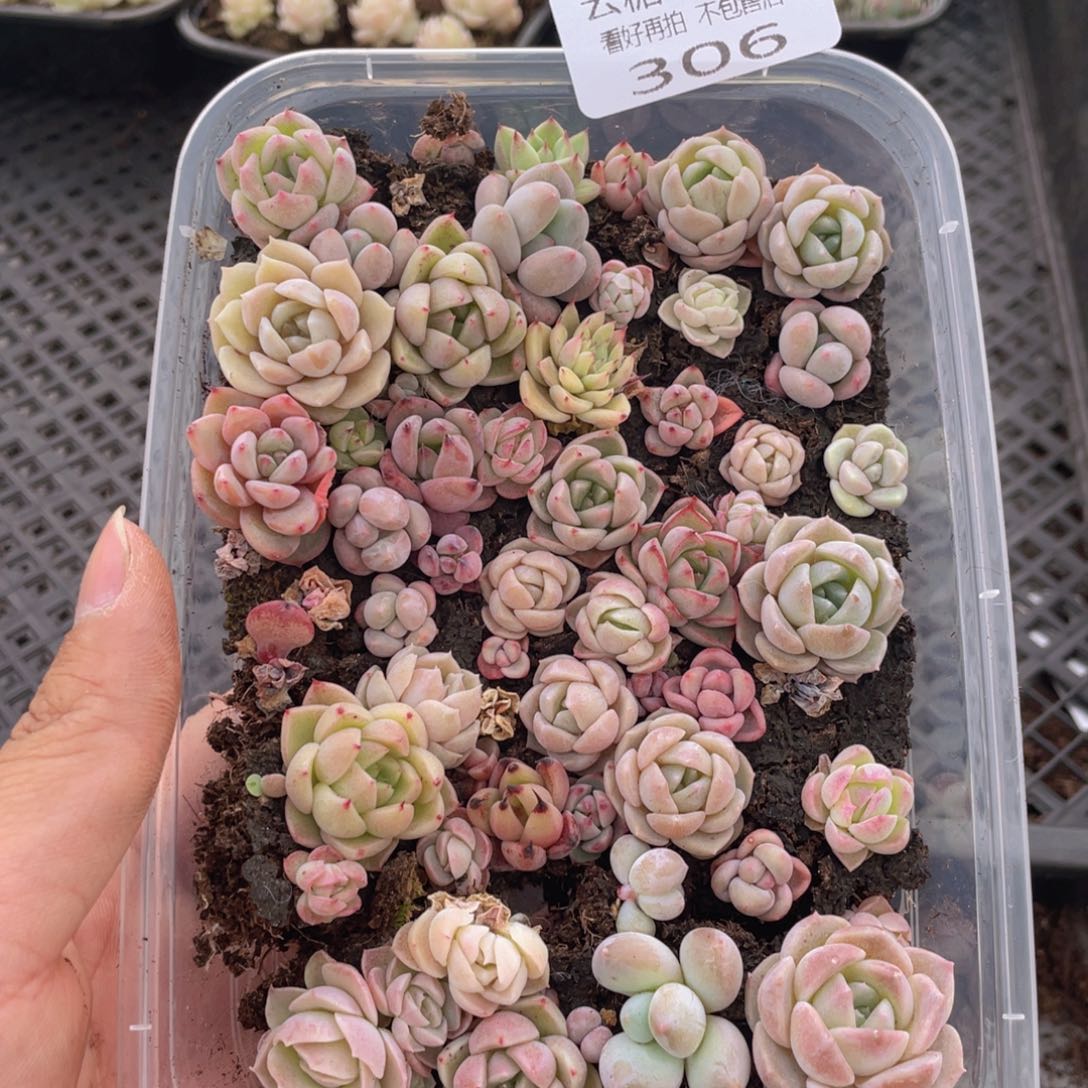 云糖心多肉植物306