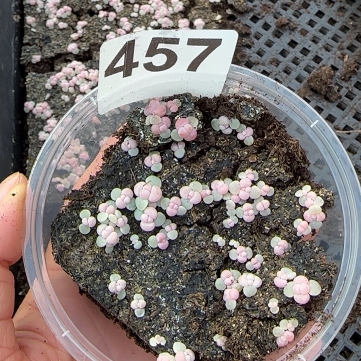 开***贝457 号王者系列珍妮一盒