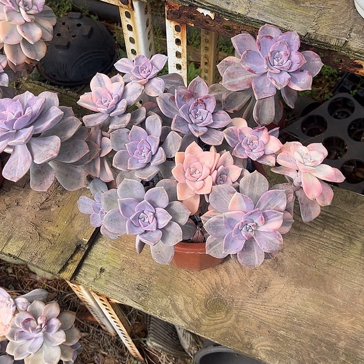 紫乐锦，锦头多，一物一拍