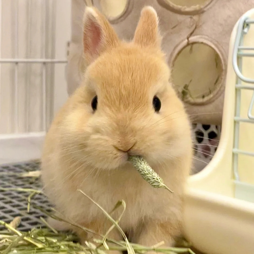 适合家庭 宿舍 饲养的长不大宠物兔活体侏儒兔垂耳兔健康幼兔苗