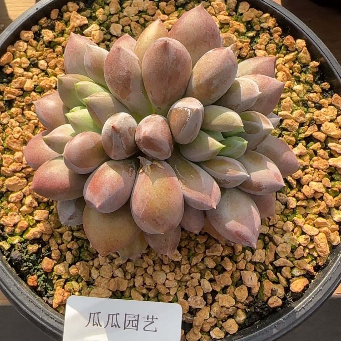 你***呀哥特萝莉多肉植物
