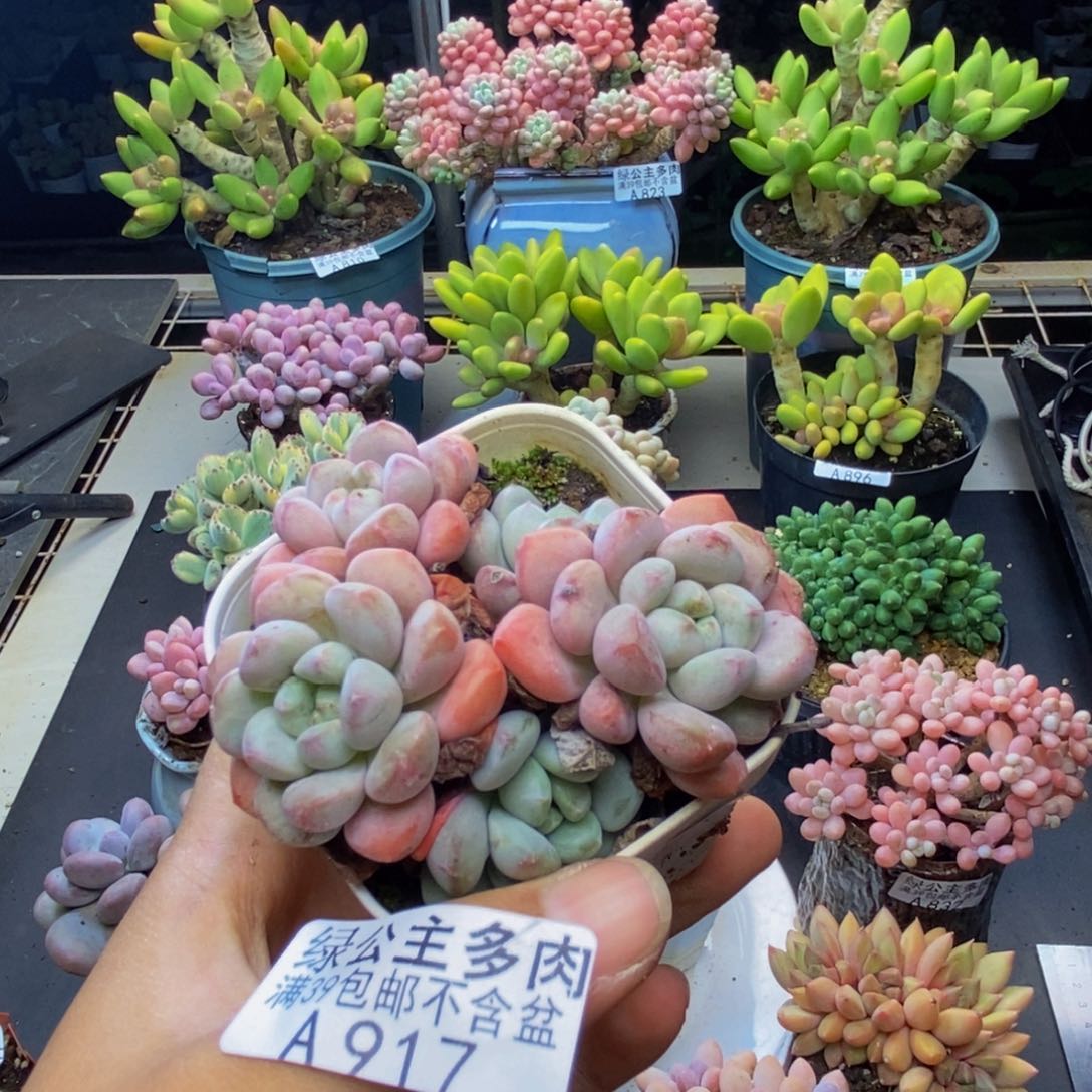 917海绵宝宝多肉7c m
