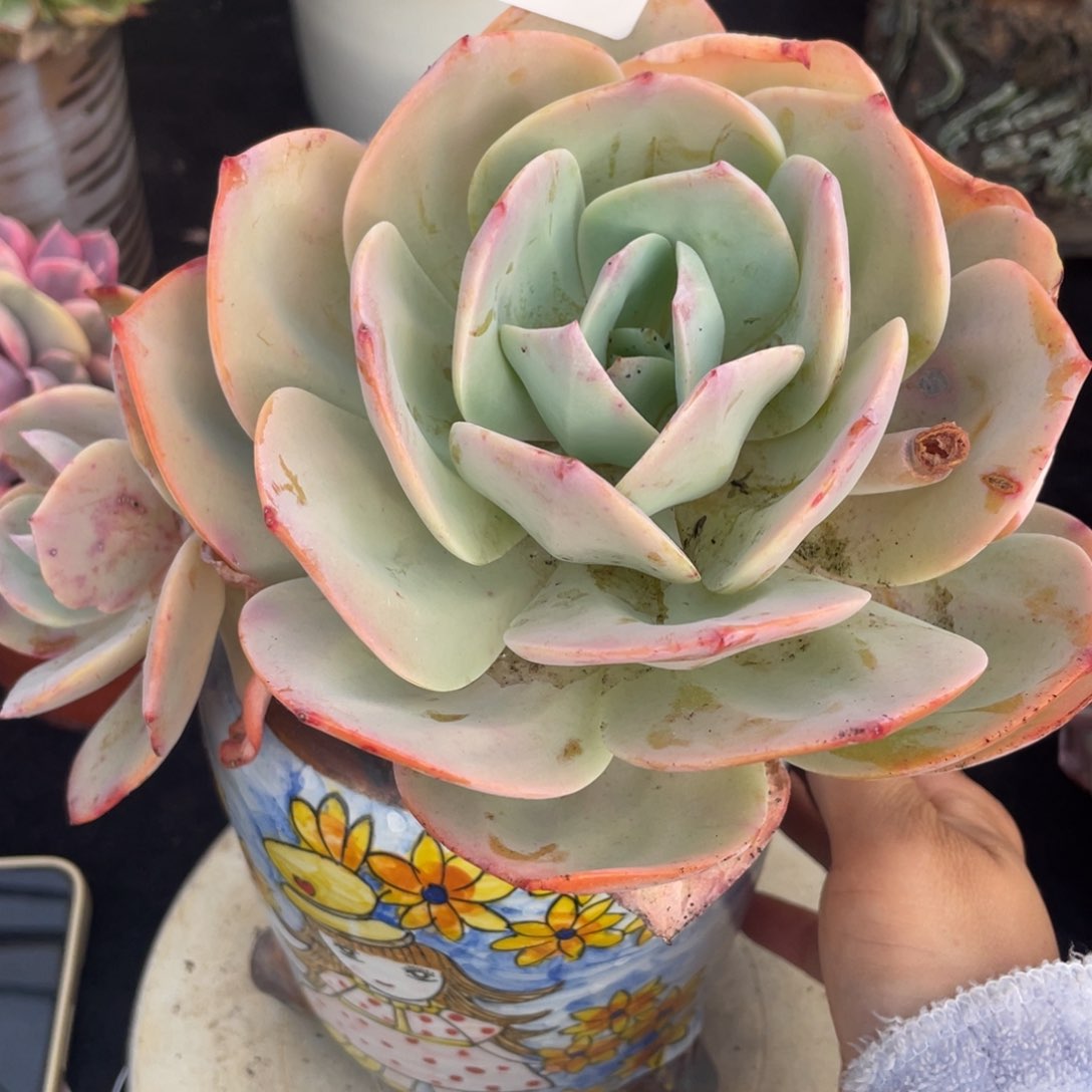 b****55白凤双头多肉植物